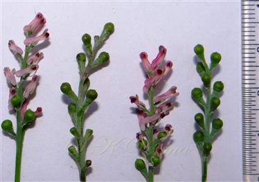  Inflorescences with flowers and fruits